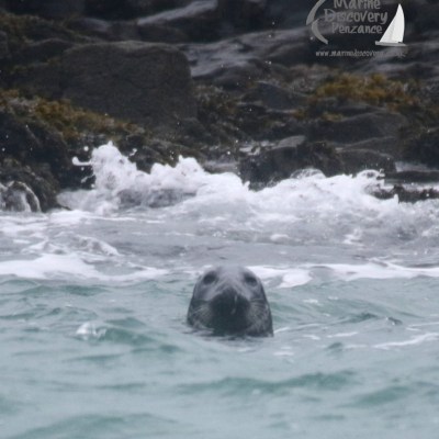 grey seal