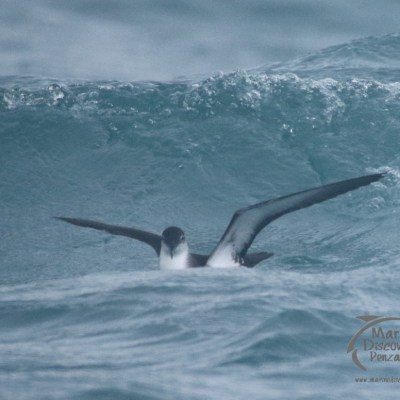manx shearwater