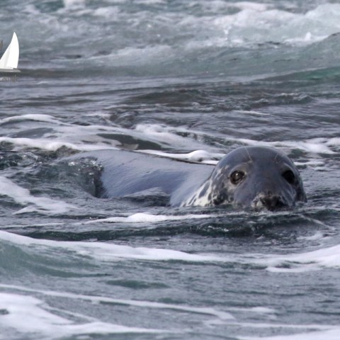 Grey seal