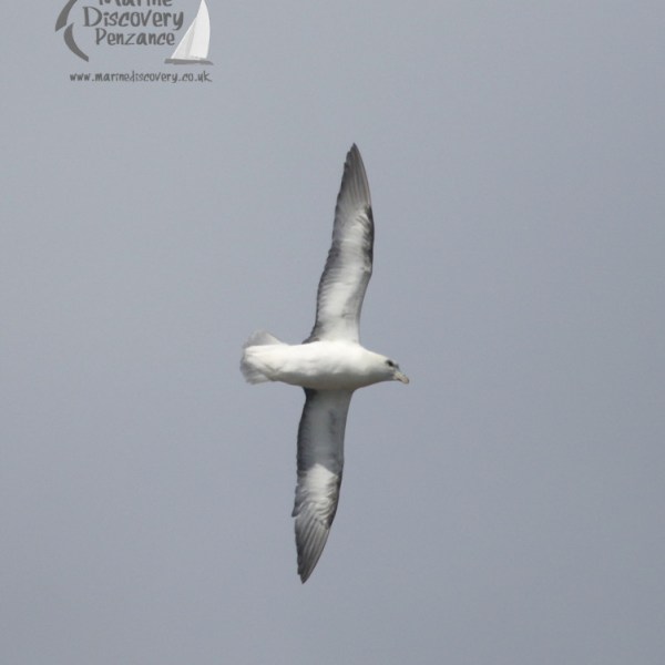 fulmar