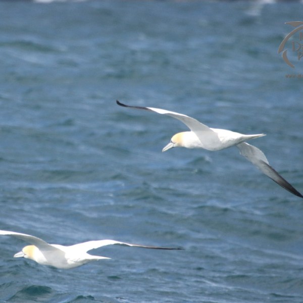 gannets