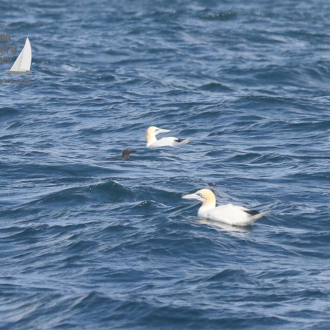 gannets