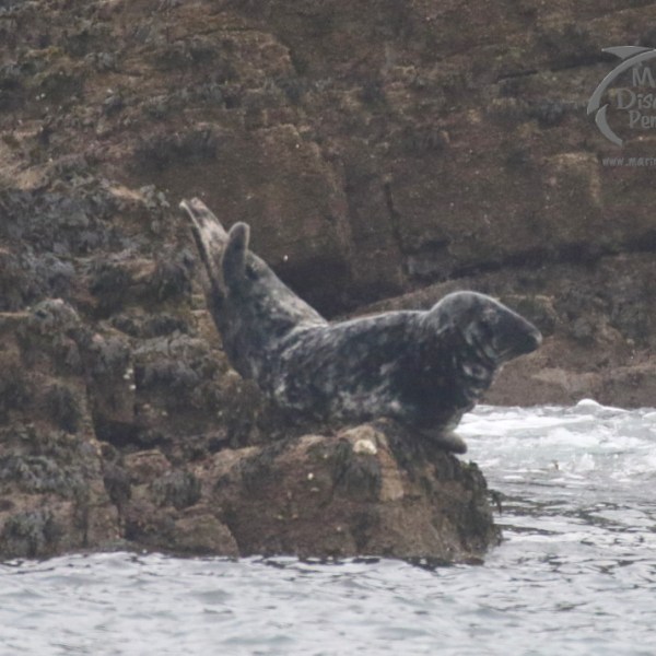 grey seal