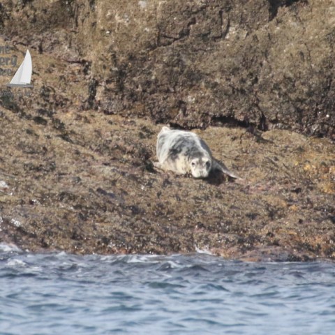grey seal