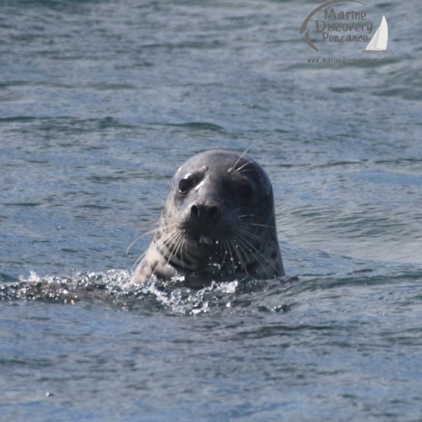 feeding grey seal