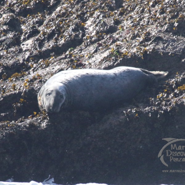 grey seal bull