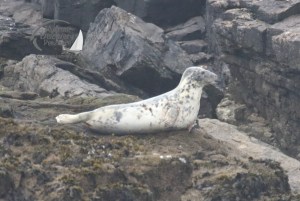 grey seal