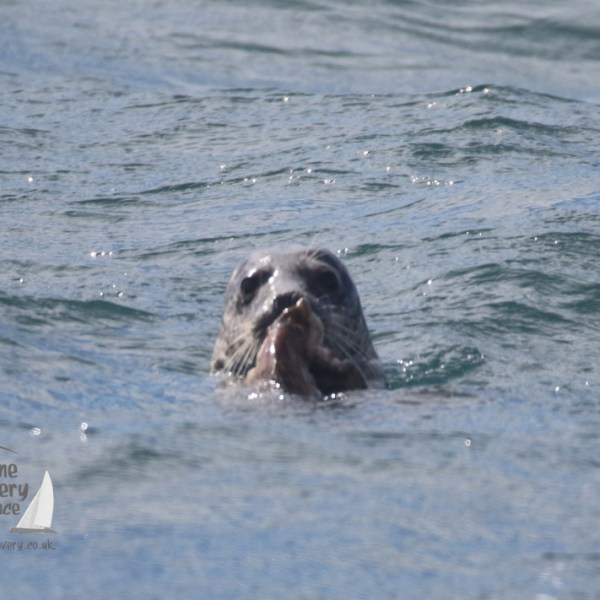 feeding grey seal