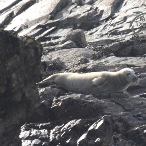 grey seal