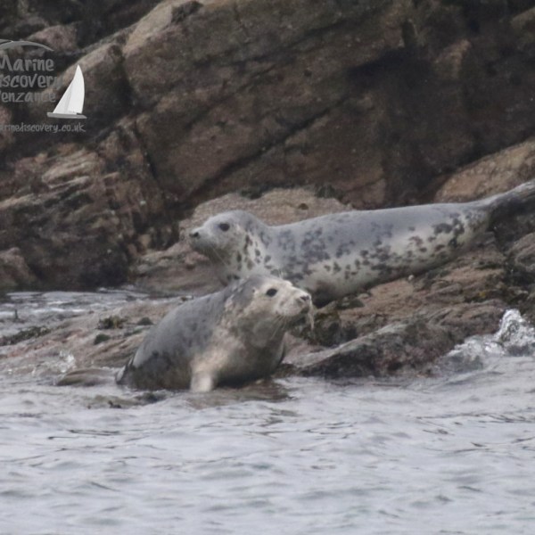 two polar bears are playing in the water
