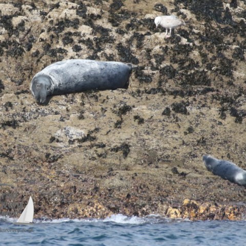 grey seals