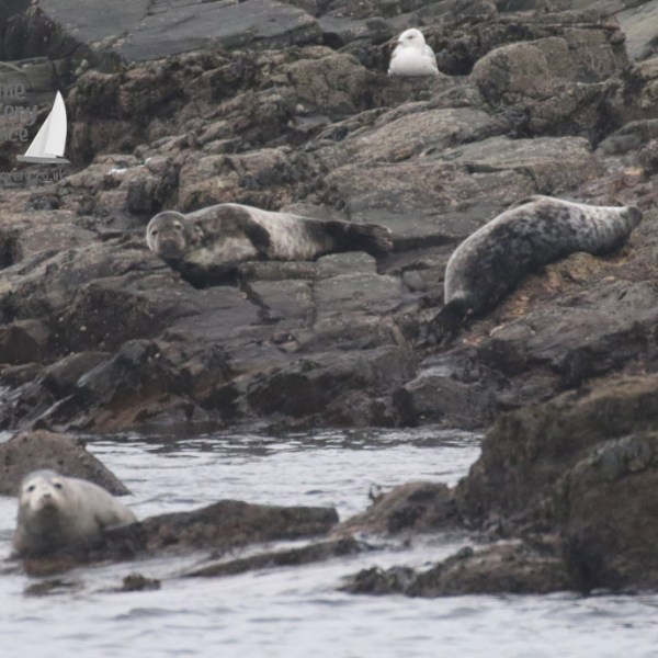 grey seals