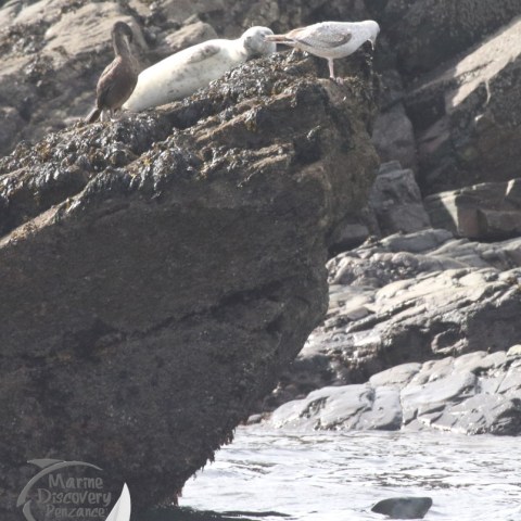 grey seals