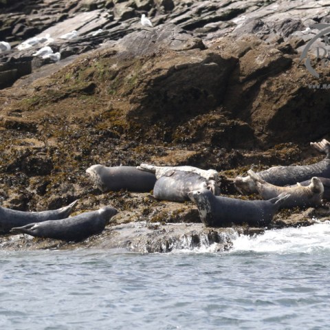 Grey seals