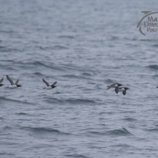 guillemots
