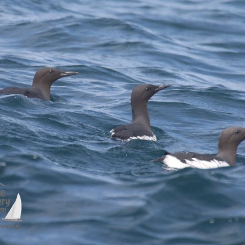 guillemots