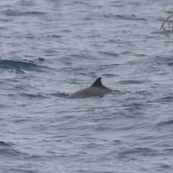 harbour porpoise