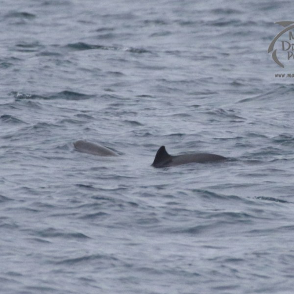 harbour porpoises