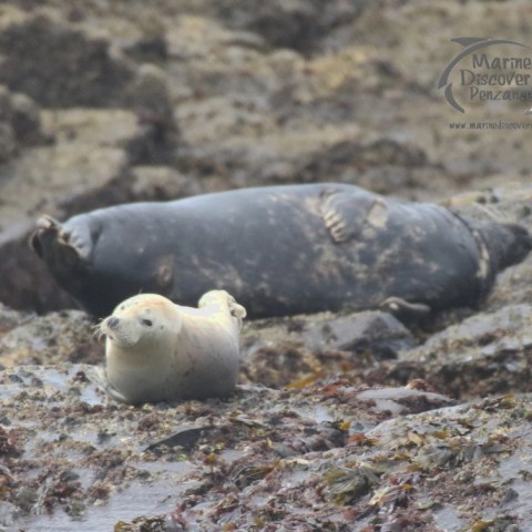 seals on a rock