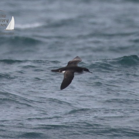 manx shearwater