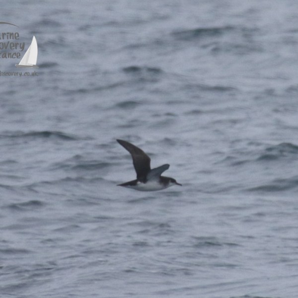 manx shearwater