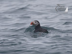 puffin