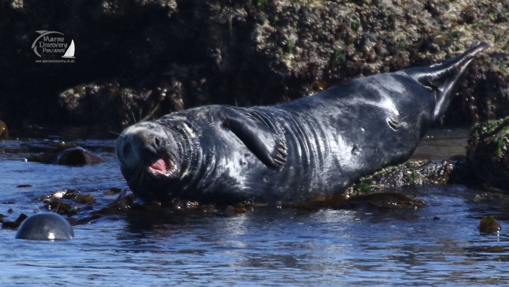 yawning seal