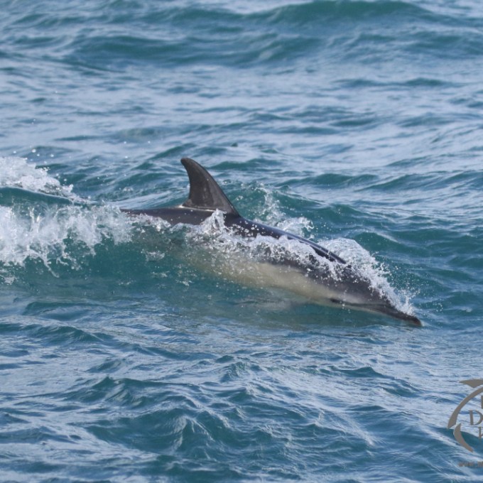 A common dolphin in the water