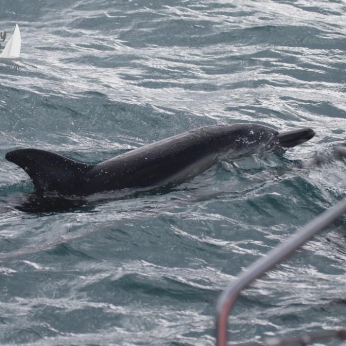Common dolphin