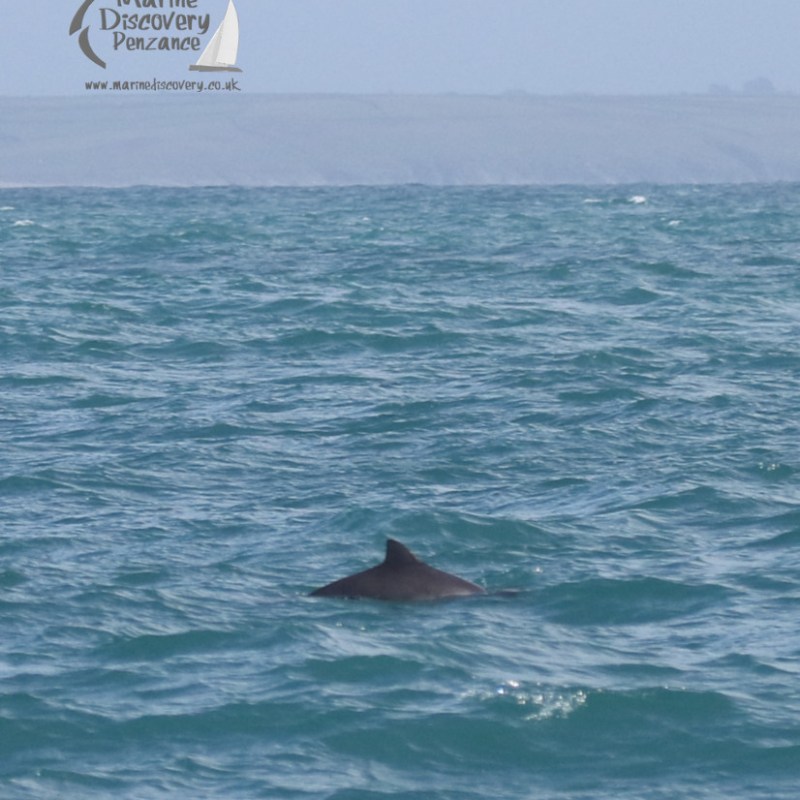 Harbour porpoise