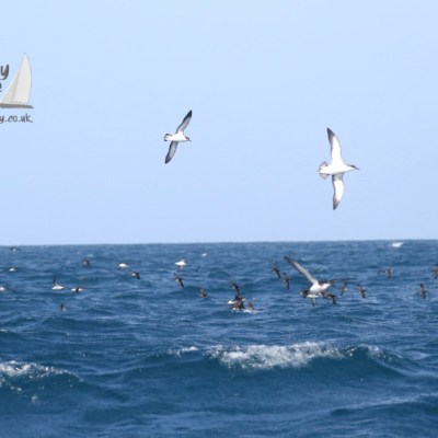 Manx shearwaters