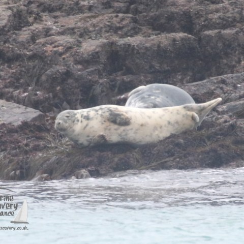 grey seals