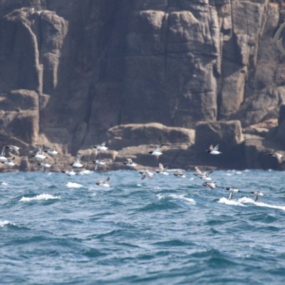 auks flying past