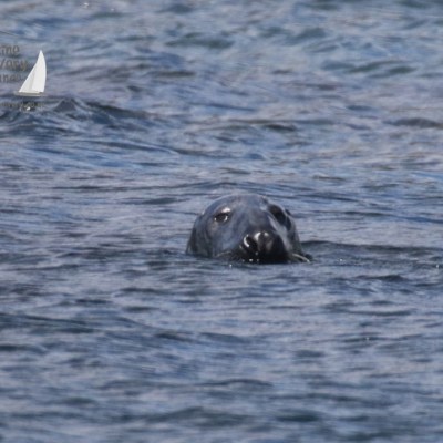 bull seal
