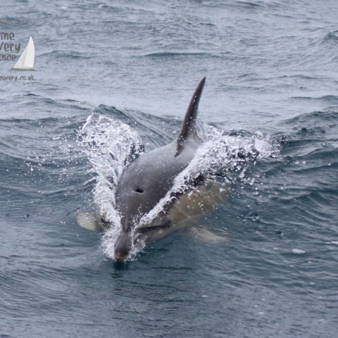 common dolphin