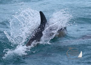 common dolphin