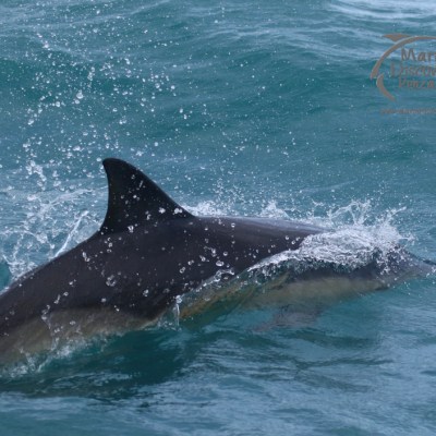 common dolphin