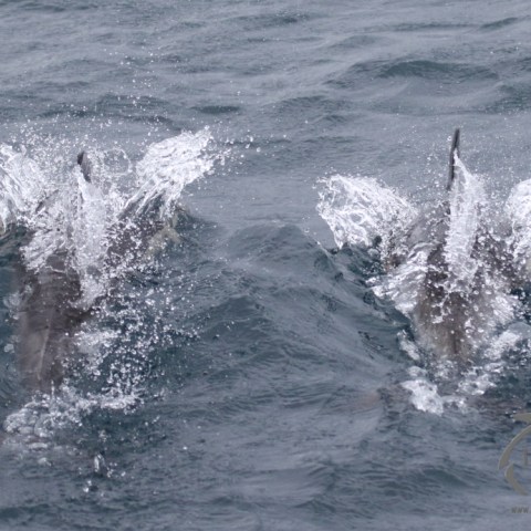 common dolphins