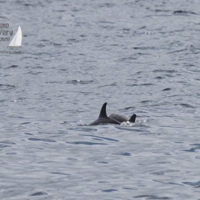 common dolphins