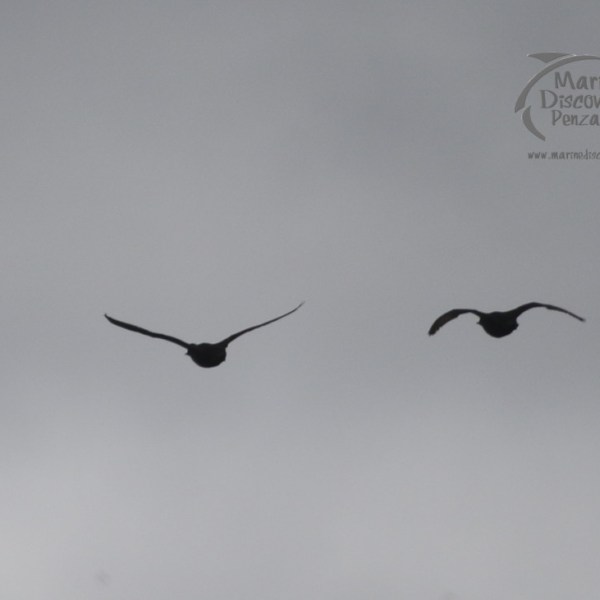 a bird flying in the sky