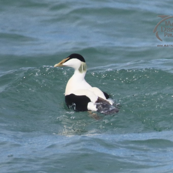 An eider duck floating in a body of water