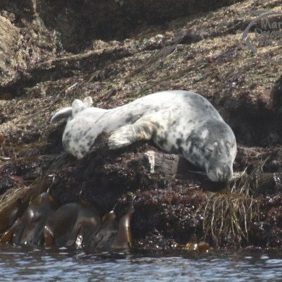 female grey seal
