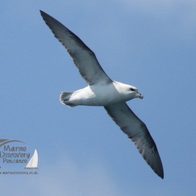 fulmar