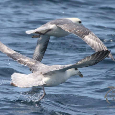 fulmars