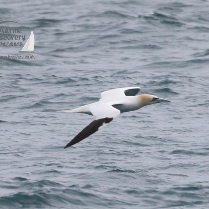 gannet