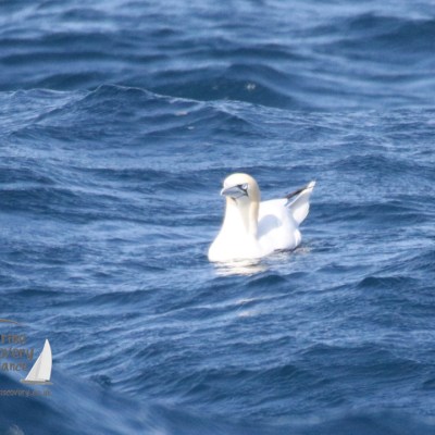 gannet