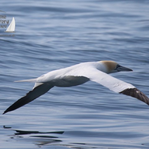 gannet