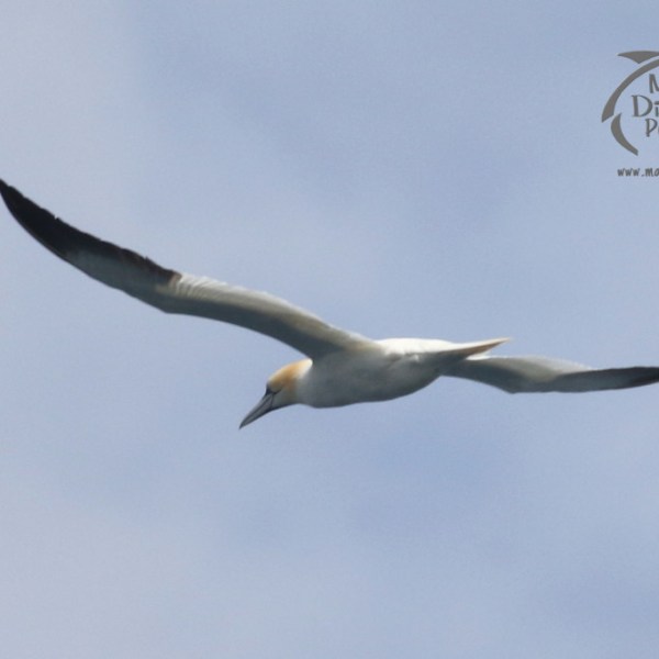 gannet