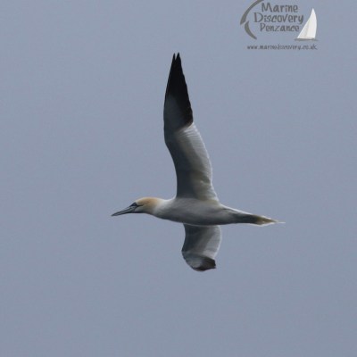 gannet