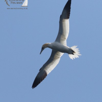 gannet